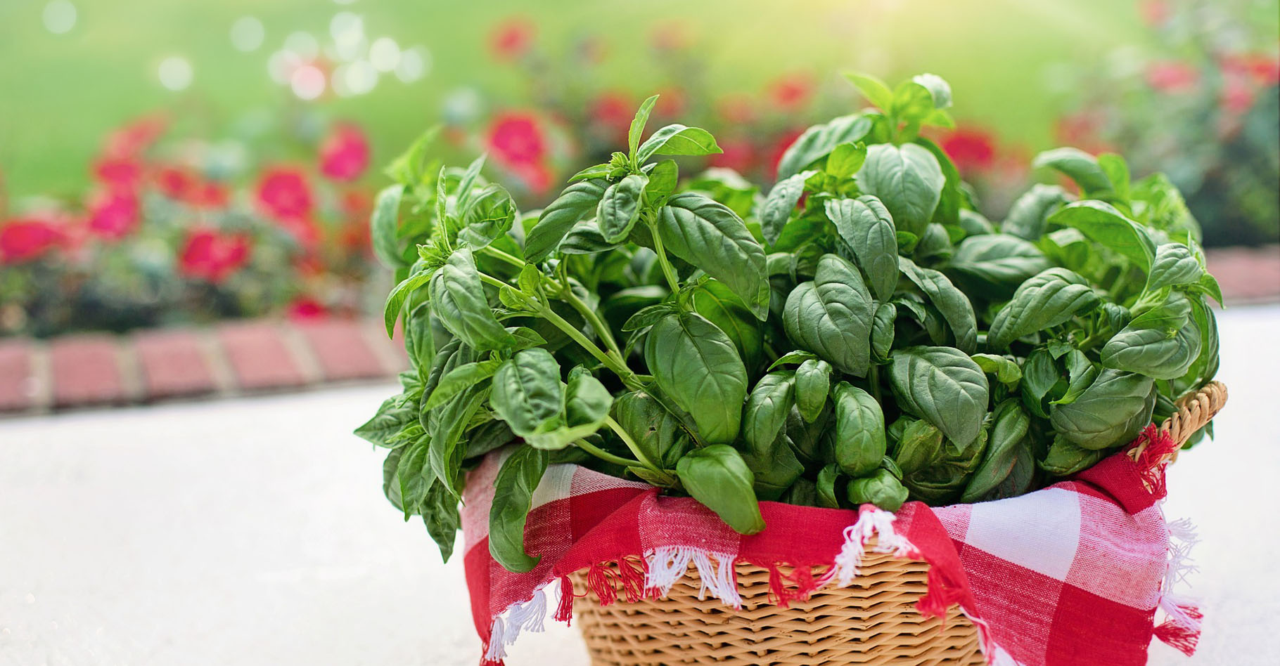 Le basilic, un excellent répulsif pour les mouches. © JillWellington, Pixabay, DP